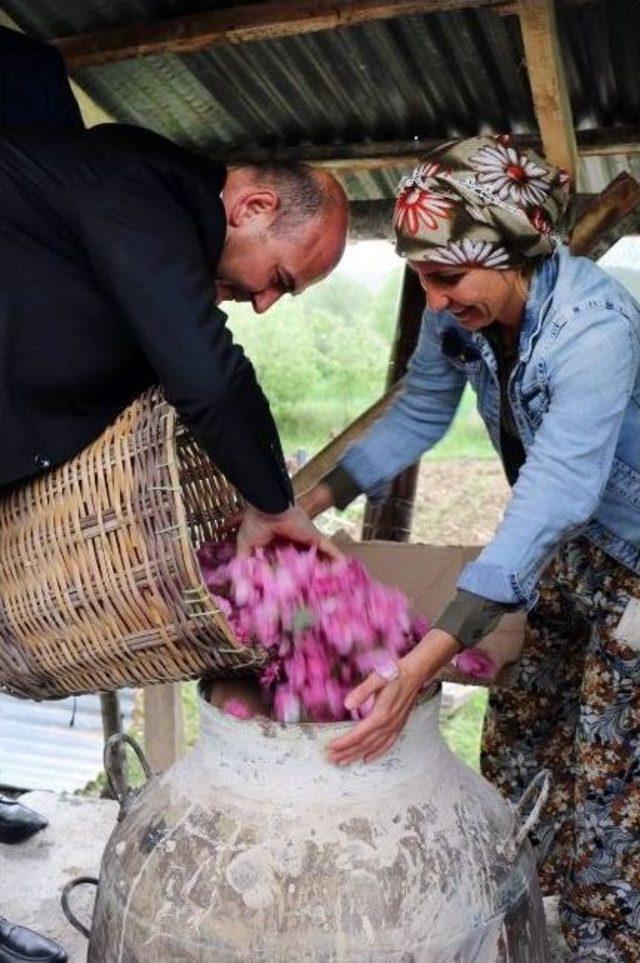 Bakan Soylu, Gül Topladı