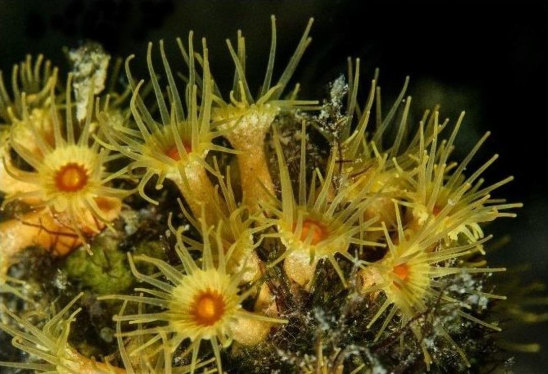 İzmir&rsquo;de Y&uuml;z&uuml;lebilir K&ouml;rfez Umudu