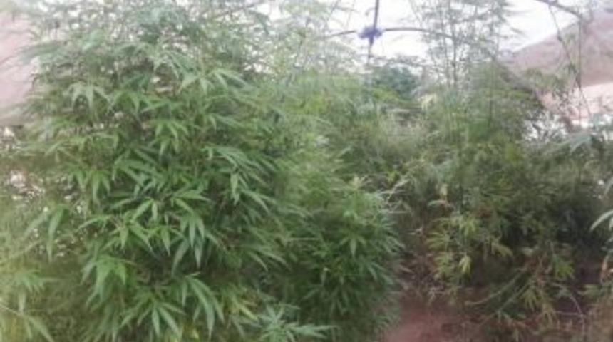 &Ouml;demiş&rsquo;te 151 K&ouml;k Hint Keneviri Ele Ge&ccedil;irildi