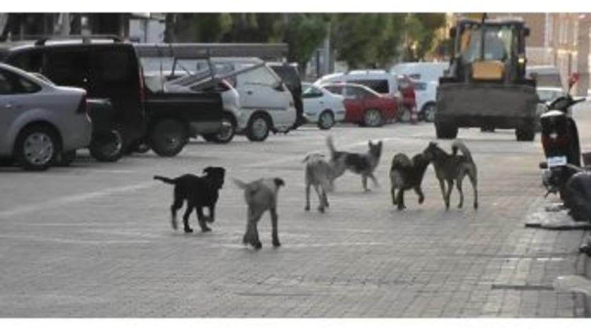Kulu&rsquo;da Vatandaşlar Sokak K&ouml;peklerinden Tedirgin