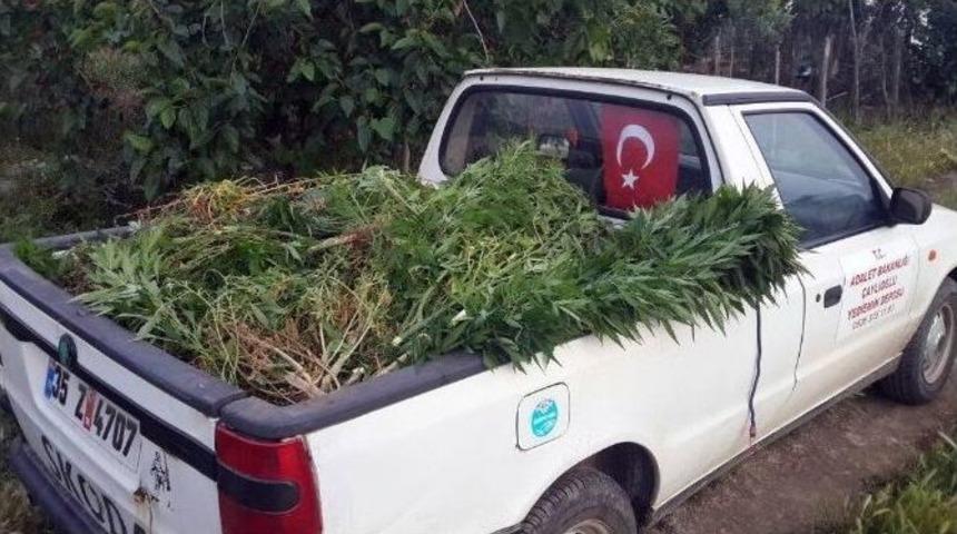 &Ouml;demiş&rsquo;te 151 K&ouml;k Hint Keneviri Ele Ge&ccedil;irildi