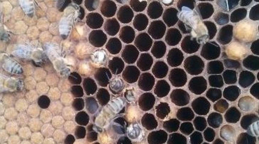 Akraba Evliliği Yapan Arıların Genetiği Değişti