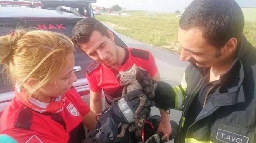 Bursa&rsquo;da Kedi Kurtarma Operasyonu