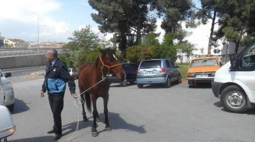 Gebze&rsquo;de Başı Boş At Operasyonu