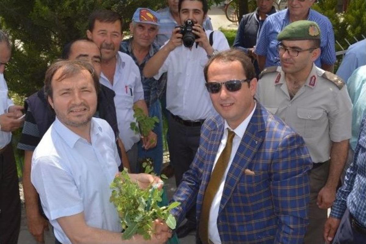 Seydikemer&rsquo;de 10 Bin Erguvan Dağıtıldı
