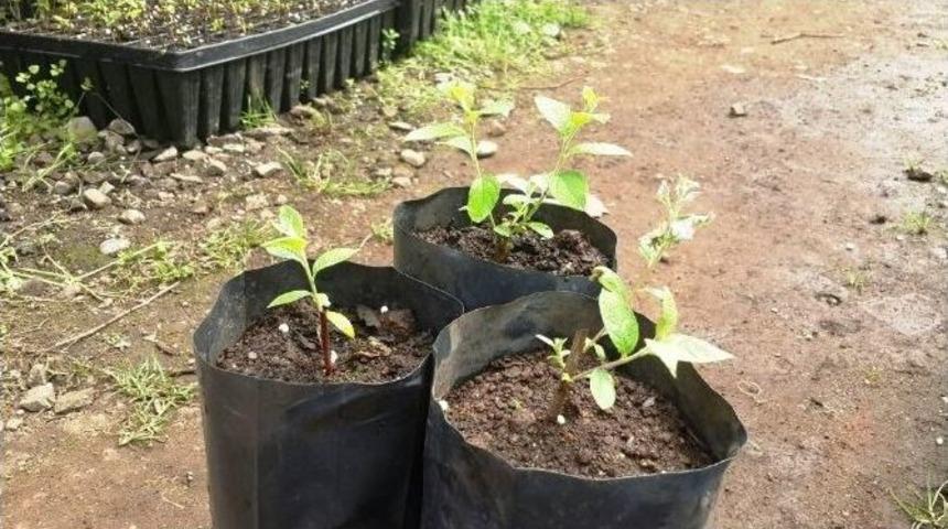 Maviyemiş Fidanlarında İlk Parti &Uuml;retildi