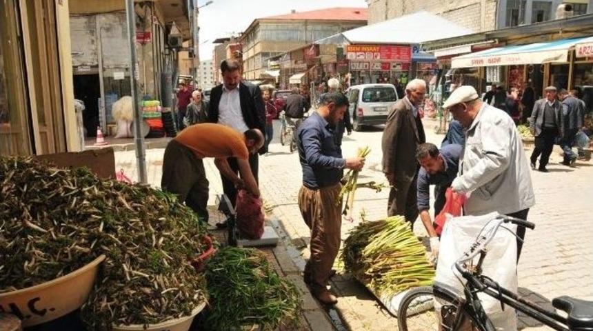 Pancar Pazarına Yoğun İlgi