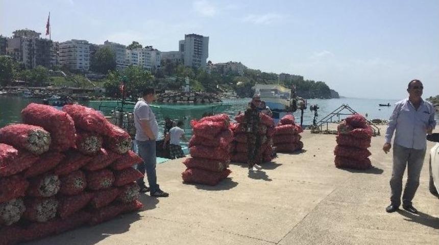 Ak&ccedil;akoca&rsquo;da Deniz Salyangozu Av Mevsimi