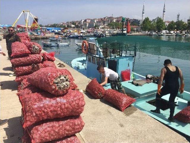 Akçakoca’da Deniz Salyangozu Av Mevsimi