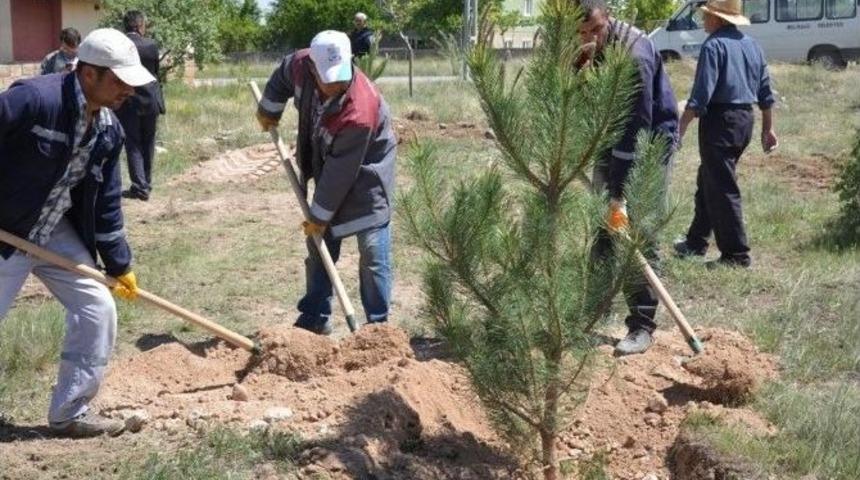 Gesi&rsquo;li Hamdi Akdoğan&rsquo;ın Anısına 250 Adet &Ccedil;am Fidanı Toprak İle Buluştu