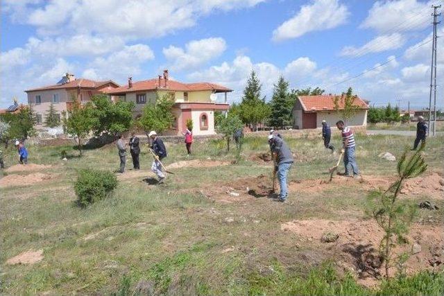 Gesi’li Hamdi Akdoğan’ın Anısına 250 Adet Çam Fidanı Toprak İle Buluştu