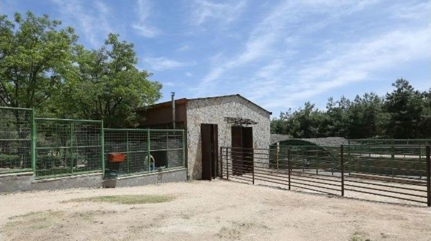 16 Yıldır Eş Aranan Z&uuml;rafa Şakir&rsquo;in D&uuml;ğ&uuml;n Hazırlıkları Başladı