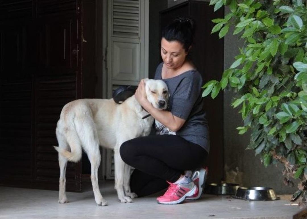 Anestezi Uzmanı, Komşusunun K&ouml;peğini Bayıltarak Ka&ccedil;ırdı