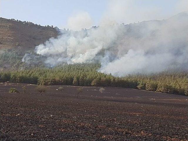 Buğday Tarlasında Çıkan Yangın Ormana Sıçradı