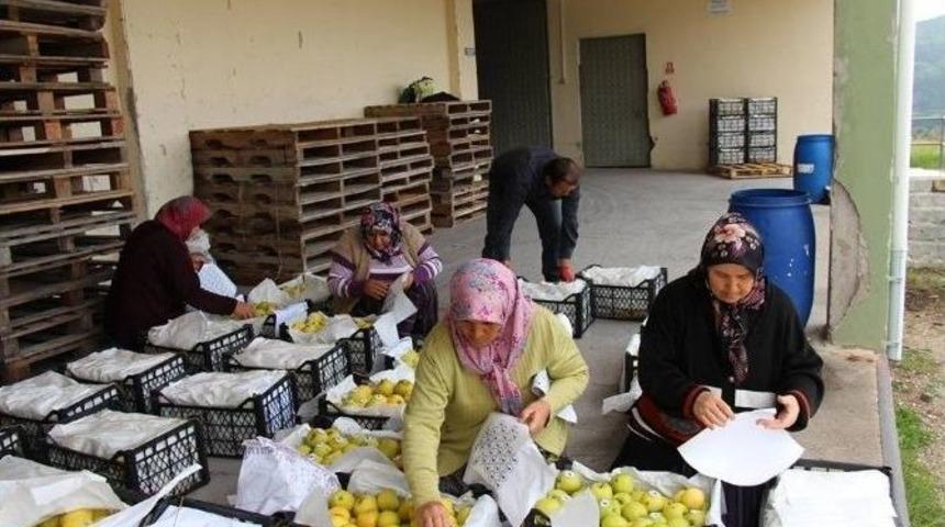 Bolu&rsquo;nun Seben İl&ccedil;esinden Asker Ve Polislerimize 16 Ton Elma G&ouml;nderildi