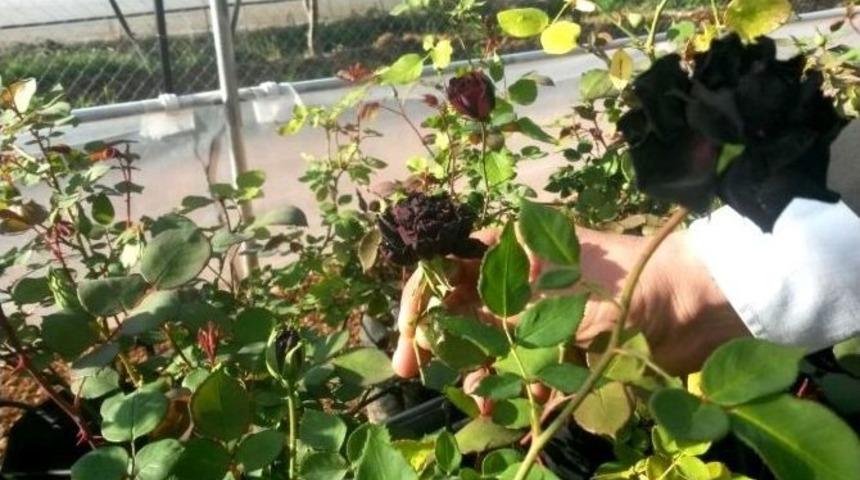 &rsquo;karag&uuml;l&rsquo; D&uuml;nya Pazarına Girmeye Hazırlanıyor