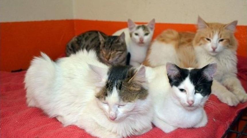 &Ccedil;atışma Mağduru Kediler Bitlis&rsquo;e Getirildi