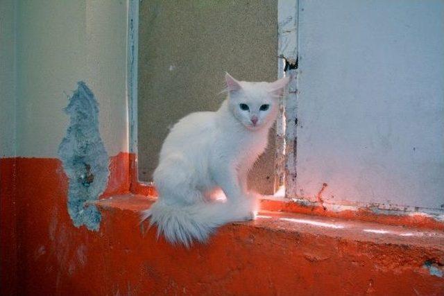 Çatışma Mağduru Kediler Bitlis’e Getirildi