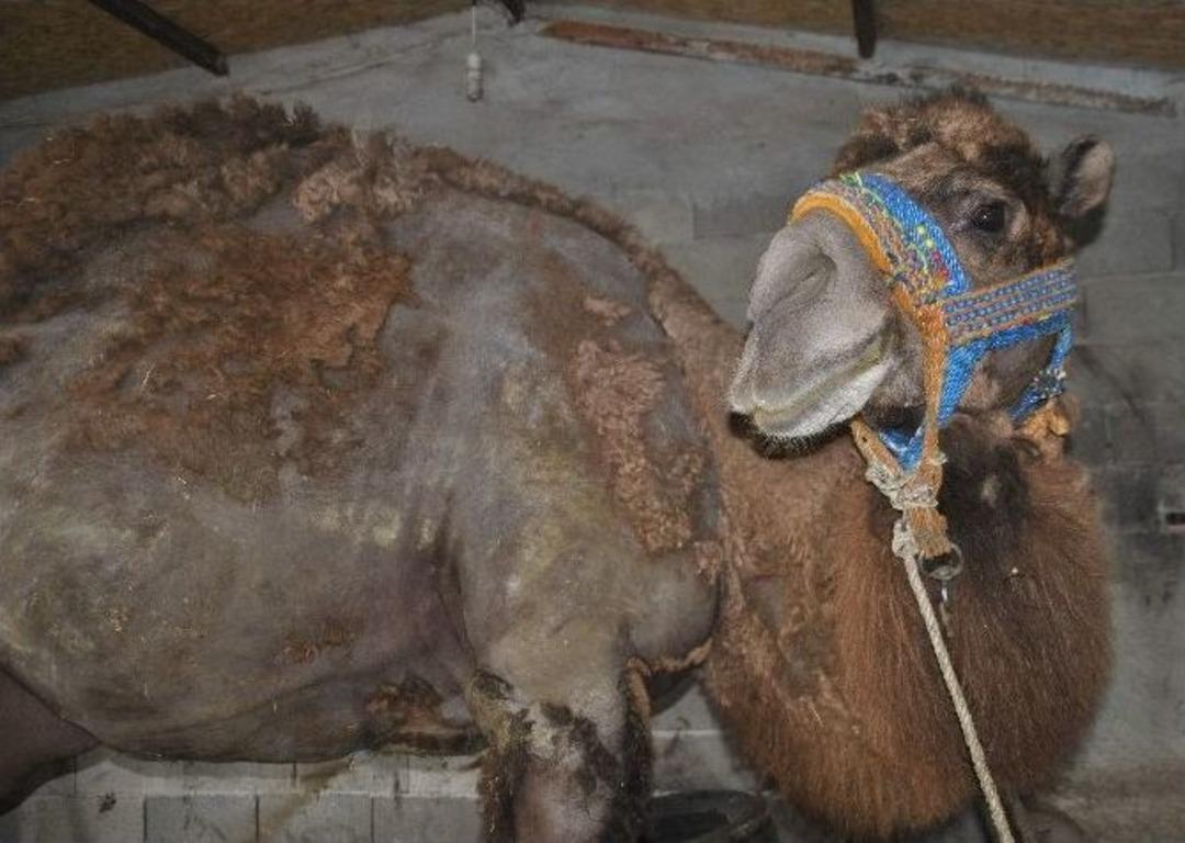 Keyfi Ka&ccedil;an Şampiyon Deveye Diş Operasyonu