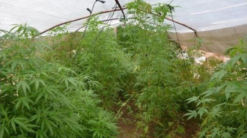 Bah&ccedil;ede Hint Keneviri Yetiştiren Şahıs Yakalandı