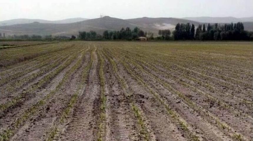 Danelik Mısır Tarımına Kayseri Şeker Desteği