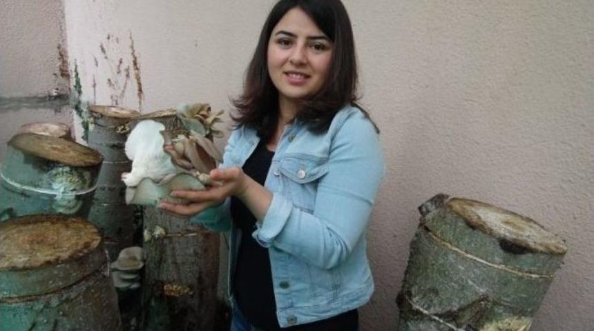 Mantarın Yolculuğu