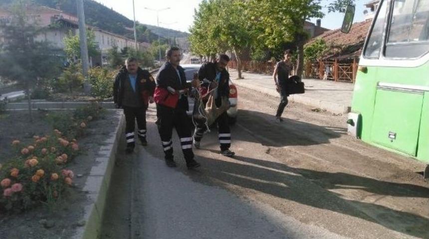 Yolunu Şaşıran Ceylan İl&ccedil;e Merkezine İndi