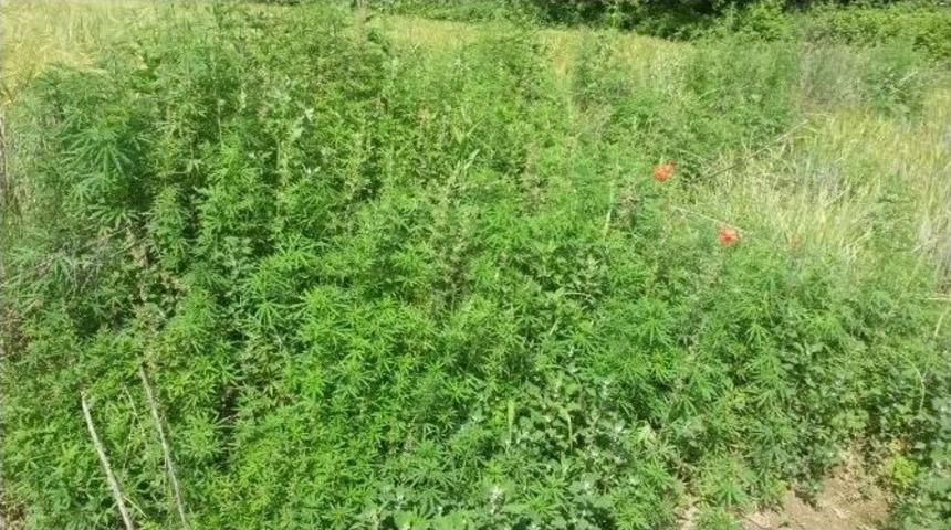 Edirne&rsquo;de 450 Bin K&ouml;k Kenevir Ele Ge&ccedil;irildi