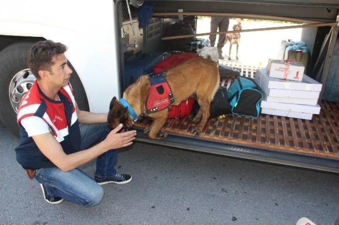 Bodrum Jandarması Su&ccedil;lulara G&ouml;z A&ccedil;tırmıyor