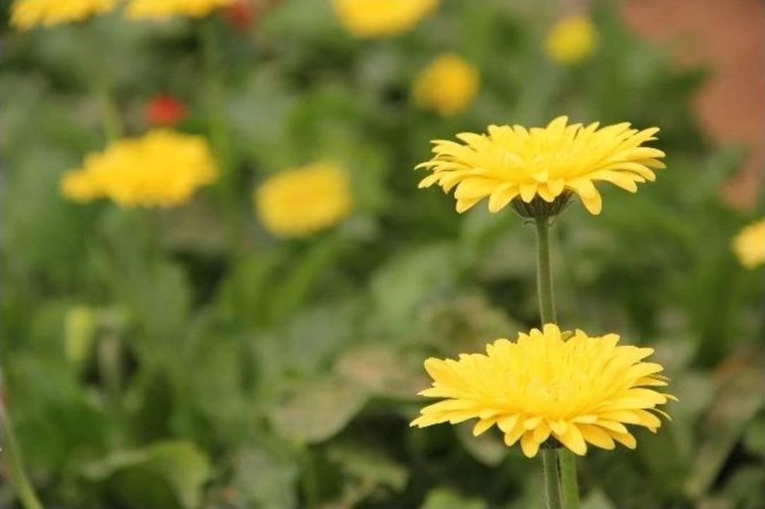 Kesme &Ccedil;i&ccedil;eğin Kalbinde Festival Zamanı