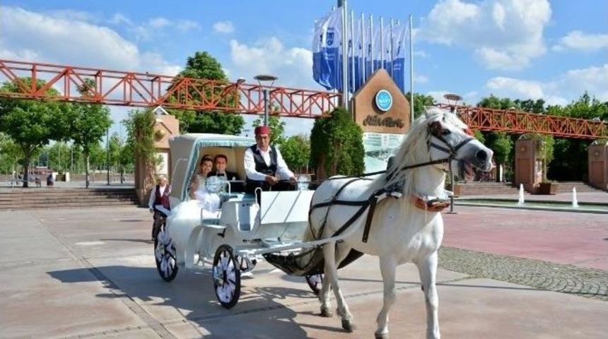 Yeni Evlenen Çiftlerin Fayton Keyfi Başladı