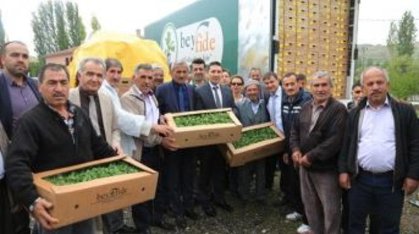 B&uuml;y&uuml;kşehir&rsquo;den &Ccedil;ift&ccedil;iye Sebze Fidesi Desteği