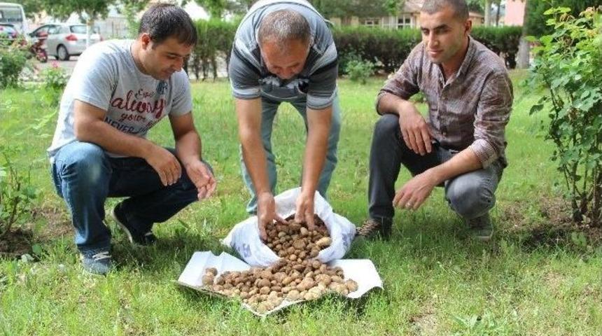 Salep Bitkisi Toplayanlara Rekor Ceza