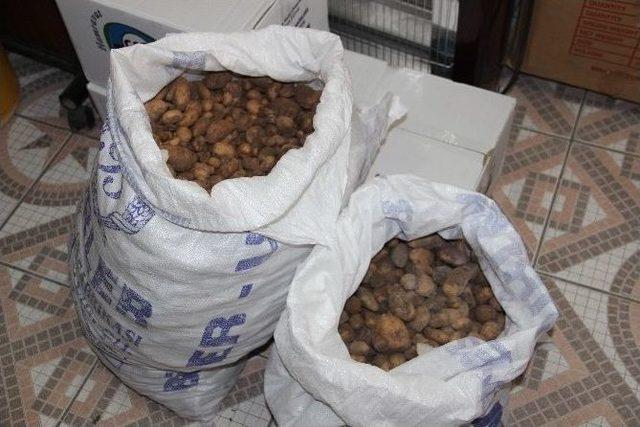 Salep Bitkisi Toplayanlara Rekor Ceza 2