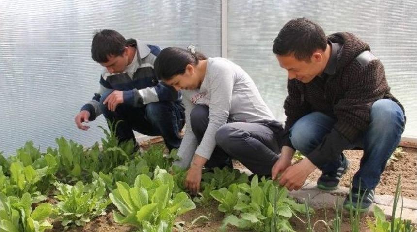 Engelliler, Sera &Uuml;r&uuml;nleri Yetiştiriyor