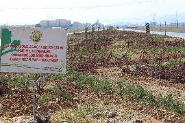 Afyonkarahisar&rsquo;da Ref&uuml;j Ağa&ccedil;landırmaları Son Hız Devam Ediyor 1