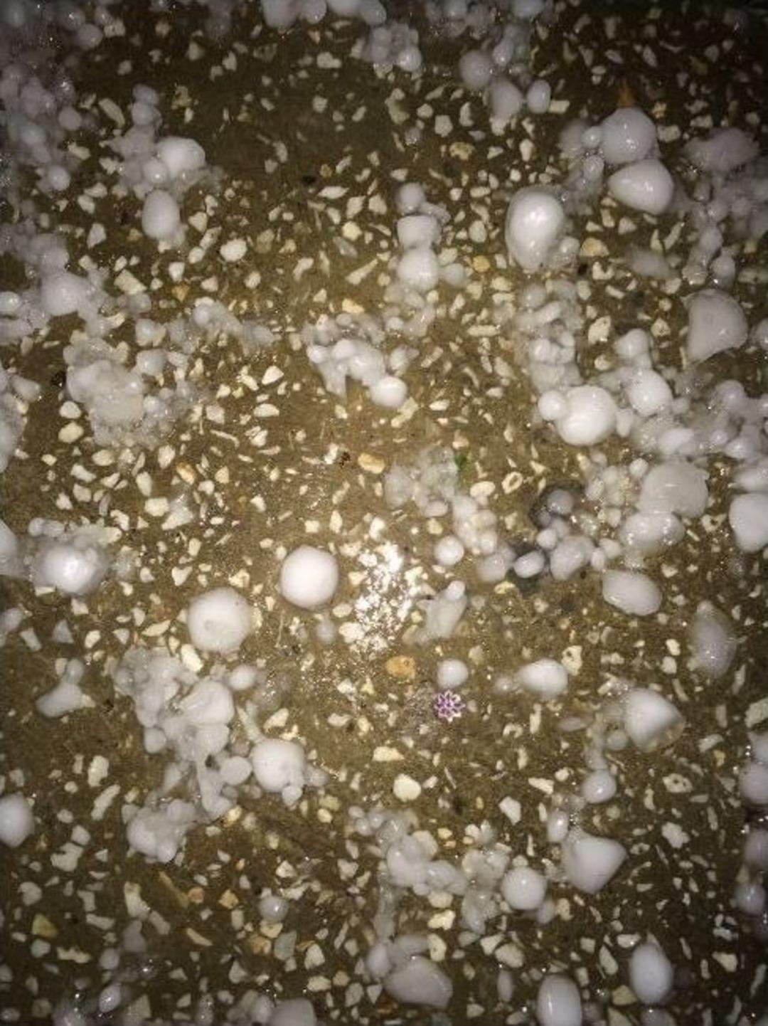 Van&rsquo;da, Fındık B&uuml;y&uuml;kl&uuml;ğ&uuml;nde Dolu Yağdı