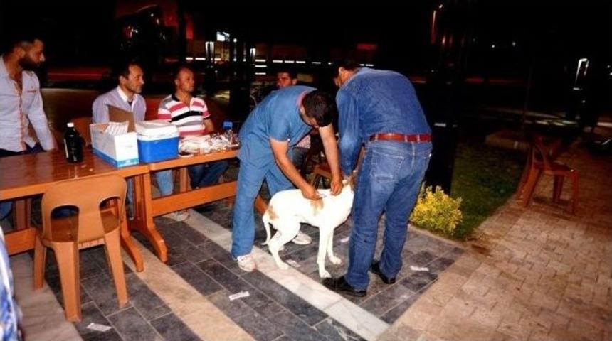 Sarıg&ouml;l&rsquo;de Av K&ouml;peklerine Kuduz Aşısı Yapıldı
