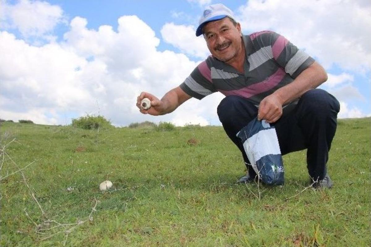 Seyitgazi&rsquo;de Mantar Keyfi