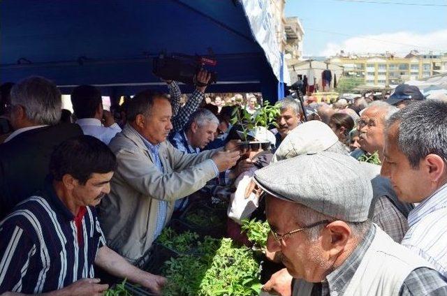 Çerçioğlu, Sökk’de Yerli Tohum Fide Dağıttı