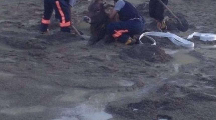 Bataklığa Saplanan Hayvanı, İtfaiye Ekipleri Kurtardı