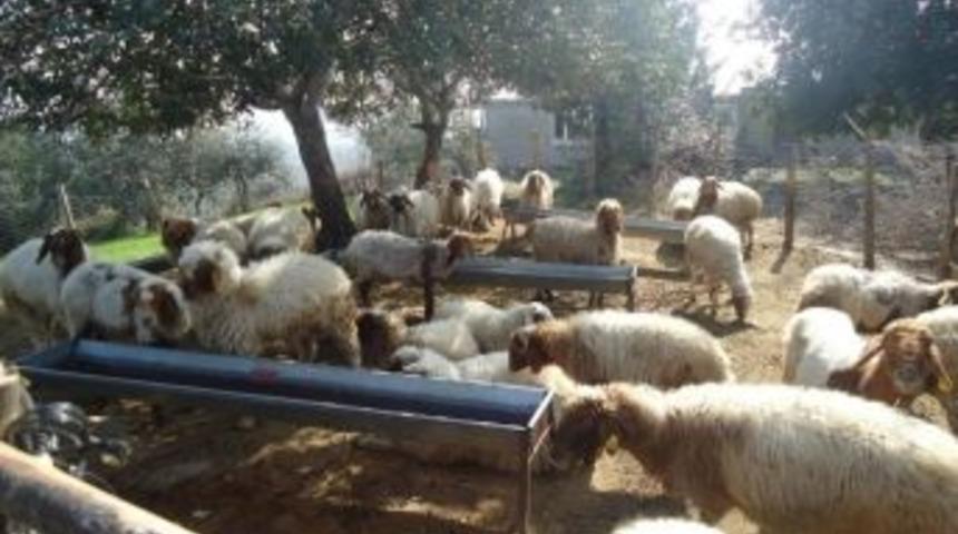 Adana&rsquo;daki Orman K&ouml;yl&uuml;s&uuml;ne 38,3 Milyon Liralık Katkı