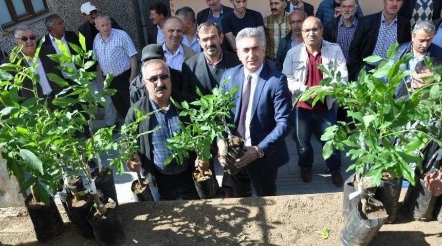 G&uuml;m&uuml;şhane&rsquo;de 7 Bin 400 Adet Ceviz Fidanı Dağıtıldı