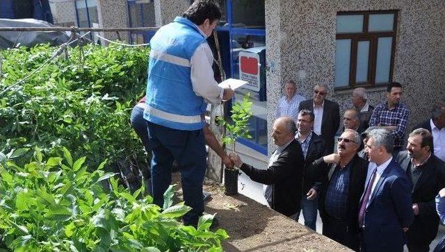 Gümüşhane’de 7 Bin 400 Adet Ceviz Fidanı Dağıtıldı 1