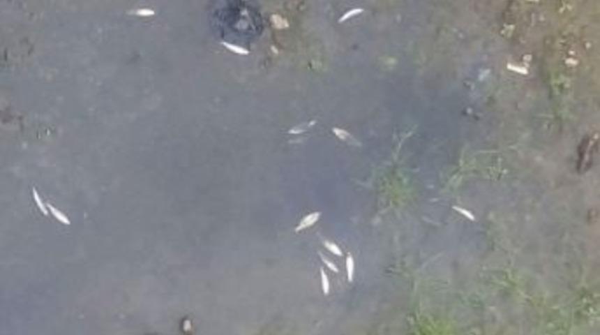 Yenice&rsquo;de Toplu Balık &Ouml;l&uuml;mleri Korkuttu