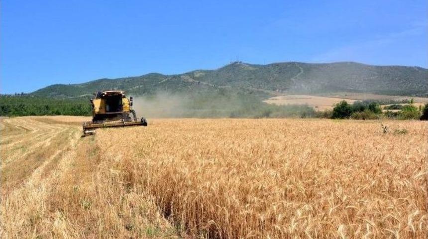 Osmaniye&rsquo;de Buğday Hasadı Buruk Başladı