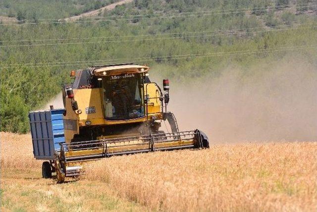 Osmaniye’de Buğday Hasadı Buruk Başladı