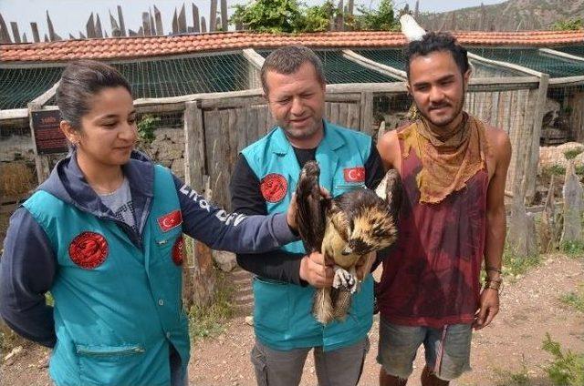 Vurulan Balık Kartalı, Lisinia’ya Emanet