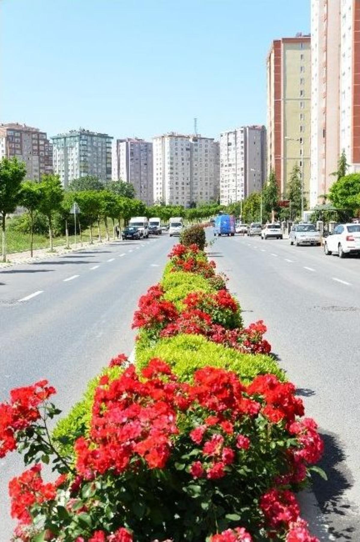 Beylikd&uuml;z&uuml; G&uuml;ller İ&ccedil;inde