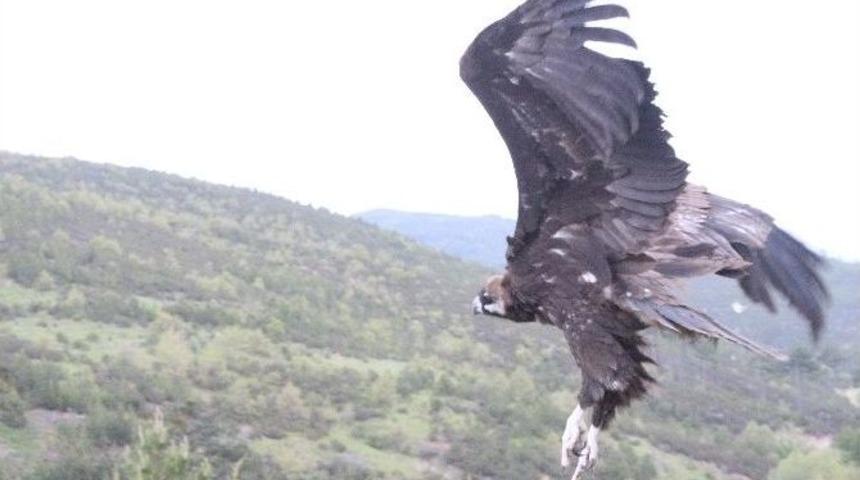 Tedavisi Tamamlanan Kara Akbaba &Ouml;zg&uuml;rl&uuml;ğe Kanat &Ccedil;ırpttı